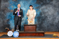 Chihuahua Smooth Coat #30 Fri BOWM Judge Dale Martensen