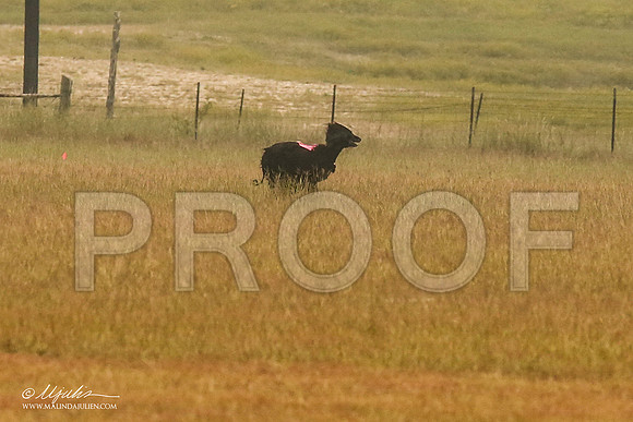 _MJ_2809-AfgBeltonOct2014-HR3