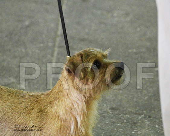 ?Norfolk Terrier - 0002