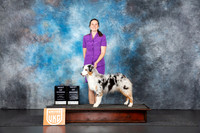 Australian Shepherd #? Fri BOWBOB Judge Tracey Kallas