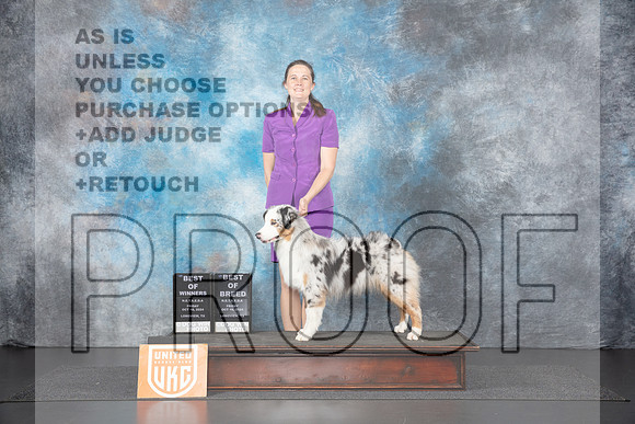 Australian Shepherd # Fri BOWBOB Judge Tracey Kallas__JP_1213_UKCLNGVIEWOCT2024_2024_HR3