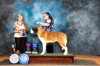 St Bernard #10 Sun BOWOHBOB Judge Karen Hynek