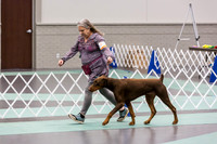 Doberman Pinscher Rings Sat