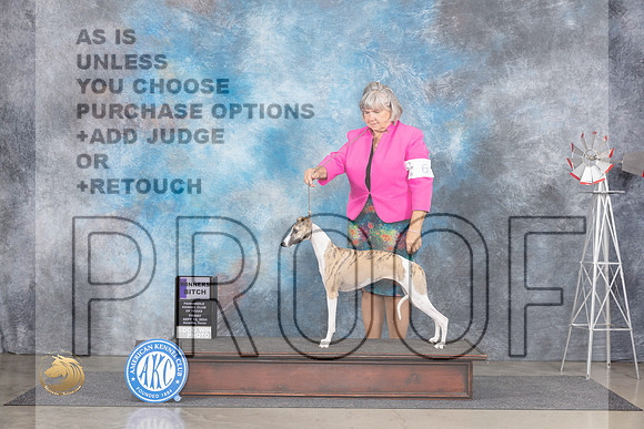 Whippet #10 Fri WB Judge Ann Roth__JP_6306_Amarillo_2024_HR3