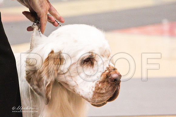 Spaniels(clumber)-4557LR