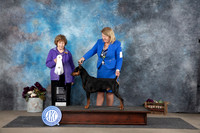 German Pinscher #5 Sat G4 Judge Donelle Richards