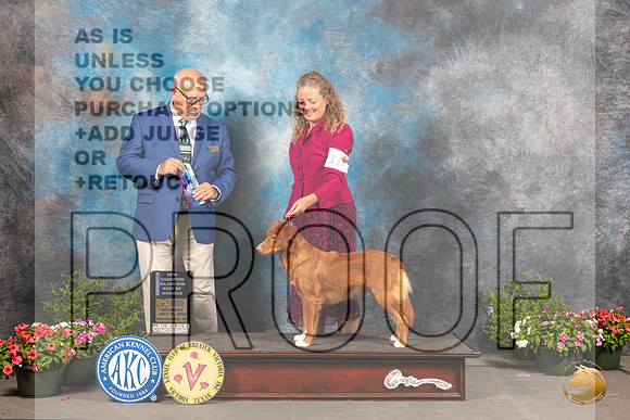 Nova Scotia Duck Tolling Retriever #10 Sat BOW Judge Michael Canalizo_MJ_0190_SA_2022_HR3