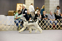 American Bred Dog Tues Ring