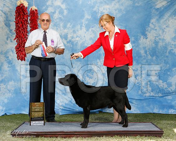 Labrador Retriever #5 SAT BOS WD Dr Jean Hickam Judge Col Joe Purkhiser +J +A2 - 04e-AlamogordoOct2014-HR3