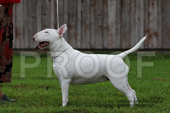 BullTer-8502
