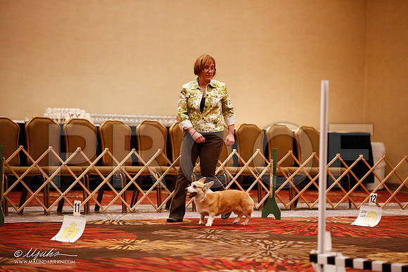_JJ_7203-HstnCorgiFeb2015-HR3