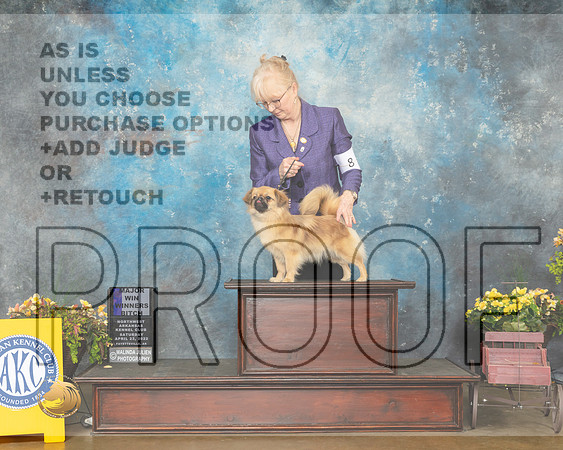 Tibetan Spaniel #8 Sat WB Judge James Fehring-MMJ_1581-NWARK2022-HR3