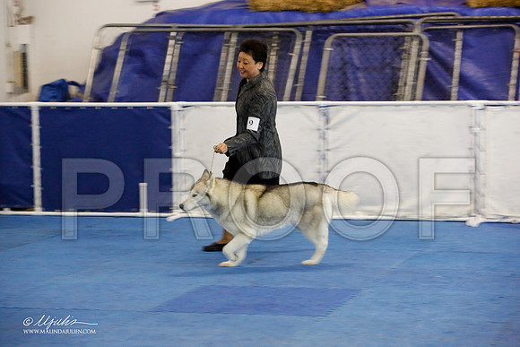 _M3_9100-AddisonHuskyMar2015-HR3