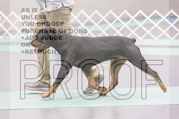 Rottweiler Ring Fri Ring 1_JJL_5079_UKCLNGVIEWOCT2024_2024_HR3