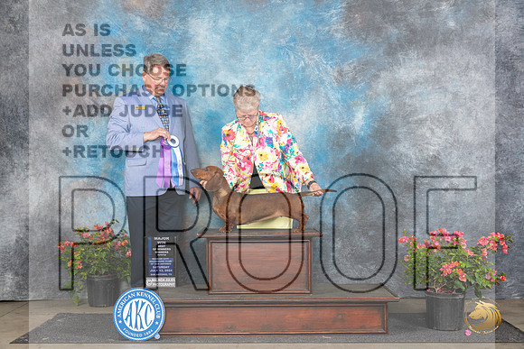 Dachshund Smooth #18 Sat WBBOWM Judge Kenneth L Hagmueller__JP_4950_San Antonio_2024_HR3