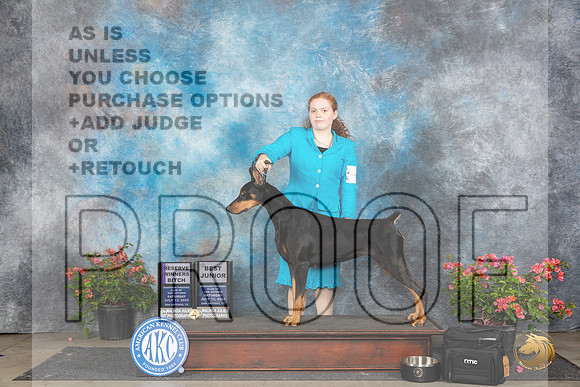 Doberman Pinscher #6 J500 Sat RWB BJr Judge Bridget Brownn__JP_5101_San Antonio_2024_HR3