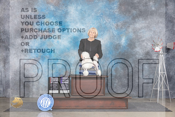 Poodle Toy #16 Sat WBBOSCH Judge Gary Andersen__JP_5832_Amarillo_2024_HR3