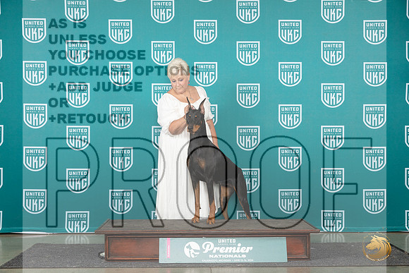 Doberman Pinscher Sat AOM Judge Lori Sargent__JP_2093_Premier_2024_HR3