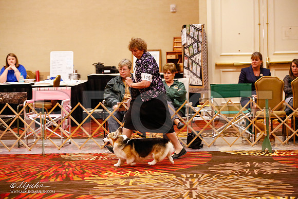 _JJ_9741-HstnCorgiFeb2015-HR3