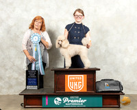 Poodle Miniature #426 Wed ARBIS Judge Sharon Griffin