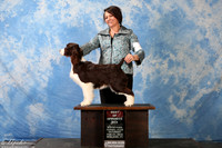 Spaniel English Springer #8 Sat BOB NC Sena Daniel DDS & Nikki & Timothy Indalsingh Agent Terri Galle Judge Edd Bivin-2
