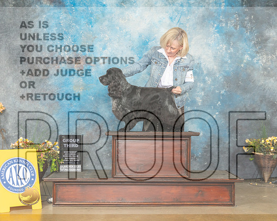 English Cocker Spaniel #7 Sun G3 Judge Jim Fehring-MMJ_1782-NWARK2022-HR3
