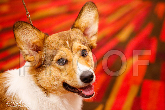 _JJ_9265-HstnCorgiFeb2015-HR3