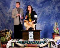 Tibetan Spaniel #26 Sun WB Maj Podsednik Gina Judge D Read