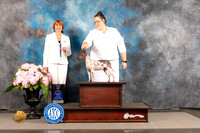 American Hairless Terrier #23 SAT WD BOW Major Judge Linda Hurlebaus