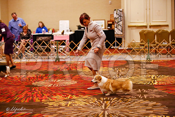_JJ_1463-HstnCorgiFeb2015-HR3