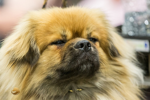 Tibetan Spaniel #20 Rings-JJL_8900-HR3