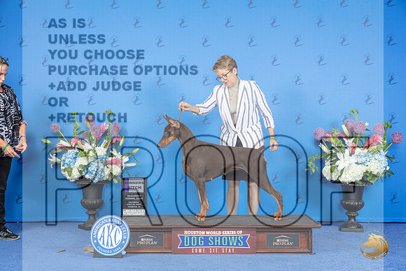 Doberman #42 SAT WB Judge Jon Cole r__JP_0048_Houston_2024_HR3