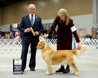 Golden Retriever #22 Fri BOB