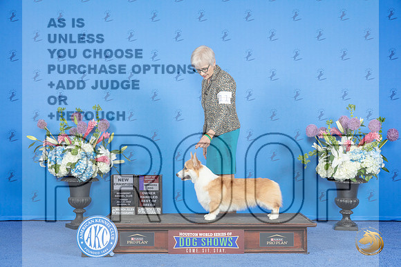 Pembroke Welsh Corgi #11 SUN WD BOS BOBOH NC Judge James Moses__JP_0531_Houston_2024_HR3