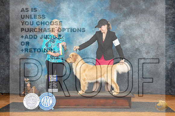 Golden Retriever #14 Sat WBBOWBOB Judge Lisa Graser__JP_8060_MARSHALL_2024_HR3