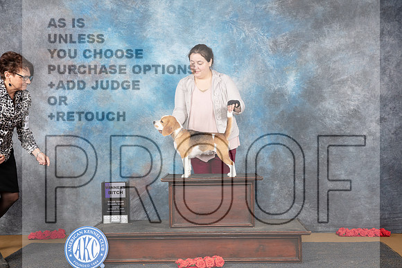 Beagle #10 Sun WB JUdge Beth Downey__JP_0711_Sulphur Springs_2024_HR3