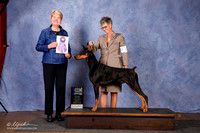Doberman Pinscher #37 WD Maj +A1