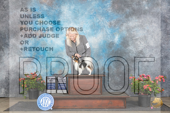 Papillion #21 Sat SDGCH Judge Azalea Alvarez__JP_5002_San Antonio_2024_HR3