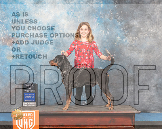 Blue Tick Coonhound #244 Sat1 BOW Judge Tracey Kallas_MMJ_6367_Addison2022_HR3