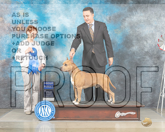 American Staffordshire Terrier #11? Thur G1 Judge Sharon Derrick-_MJ_3719-HR3