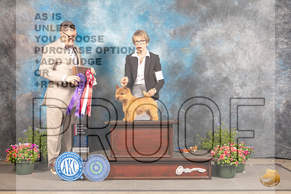 Norwich Terrier #10 Fri BOS  Judge Darryl Vice_MJ_0063_SA_2022_HR3