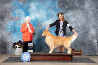 Golden Retriever #19 Sat SD Judge Gloria Kerr