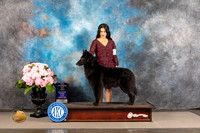 Belgian Sheepdog #24 FRI WB NCH Major Judge Polly Smith