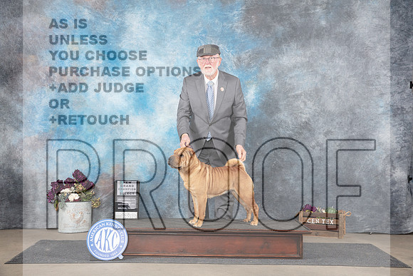 Chinese Shar Pei #14 Sat NCh Judge Sulie Greendale-Paveza__JP_7407_Belton_2024_HR3
