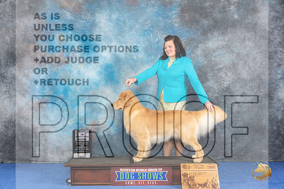 Golden Retriever #9 WED BISSw Judge Maura Phelan__JP_6897_Houston_2024_HR3