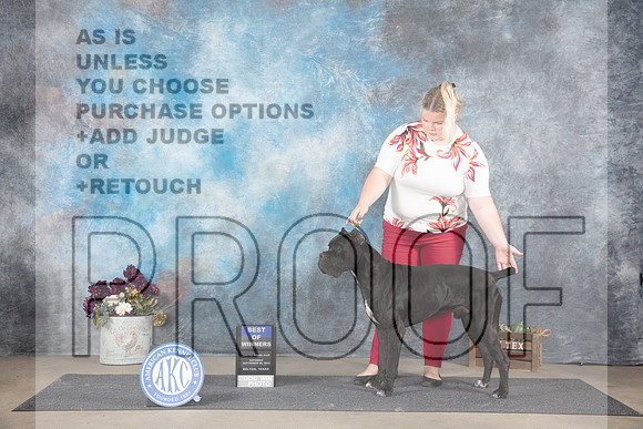 Cane Corso #5 Sat BOW Judge Joan Liebes r__JP_7046_Belton_2024_HR3
