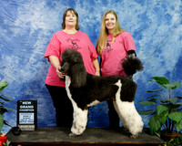 Poodle Standard Multicolored Hill RESHOOT