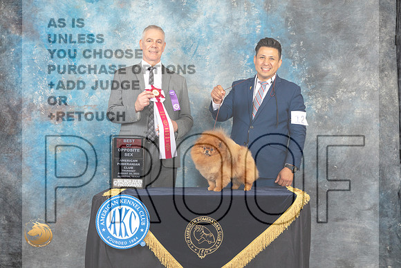 Pomeranian #12 Thur BOS Judge Luis Carlos Esperon_MJ_9513_HstnTOY_2022_HR3