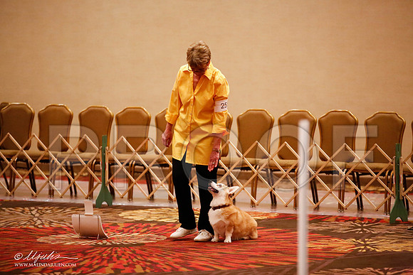 _JJ_7521-HstnCorgiFeb2015-HR3
