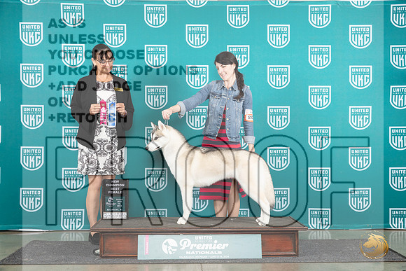 Siberian Husky #842 Fri BFCH Judge Stephanie Mueller__JP_1668_Premier_2024_HR3